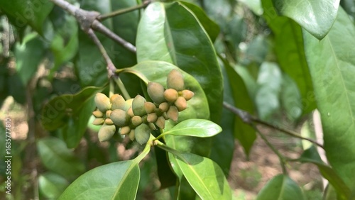 various types of plants in the forestvarious types of plants in the forest