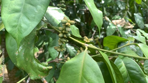 various types of plants in the forest