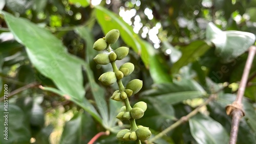 various types of plants in the forest