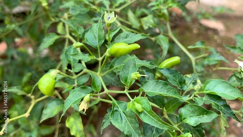 various types of plants in the forest