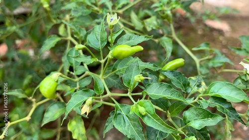 various types of plants in the forest
