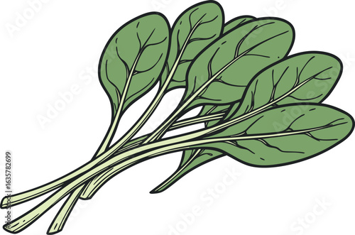 Natural Colored Spinach Illustration. Organic Fresh Spinach Leaf Design. Realistic Green Spinach Drawing. Spinach Plant with Natural Color. Healthy Spinach Vegetable Art. Raw Spinach Leaf Isolated