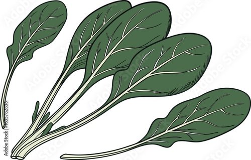 Natural Colored Spinach Illustration. Organic Fresh Spinach Leaf Design. Realistic Green Spinach Drawing. Spinach Plant with Natural Color. Healthy Spinach Vegetable Art. Raw Spinach Leaf Isolated