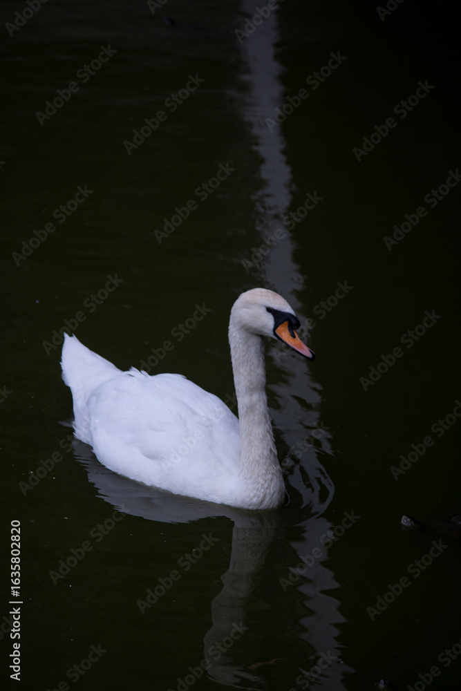 Obraz premium swan on the water