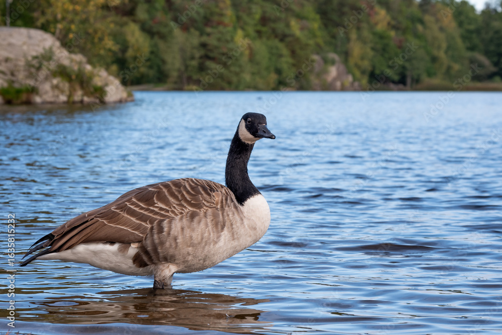 Obraz premium A beautiful Canada goose (Branta canadensis) is seen swimming in a serene lake, surrounded by water. The bird is captured in its natural habitat, with a calm and peaceful atmosphere.