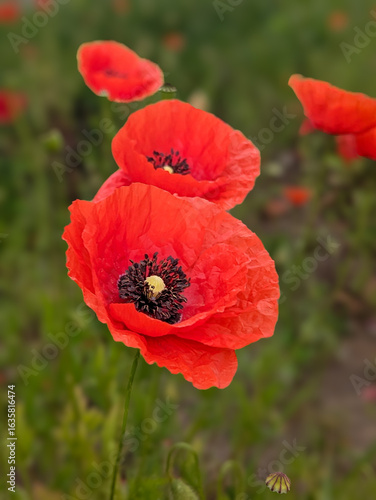 red poppy flower red poppy flowers in the meadow