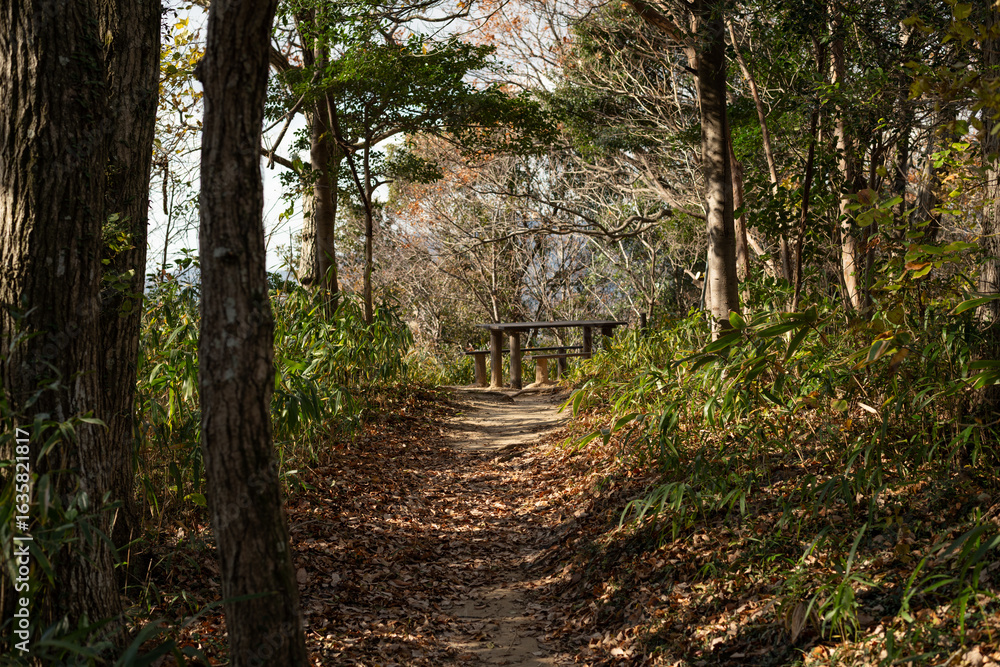 Obraz premium 森を抜けると展望台