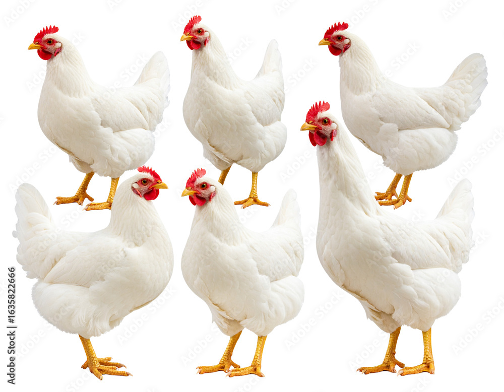 Fototapeta premium white chicken and red chicken