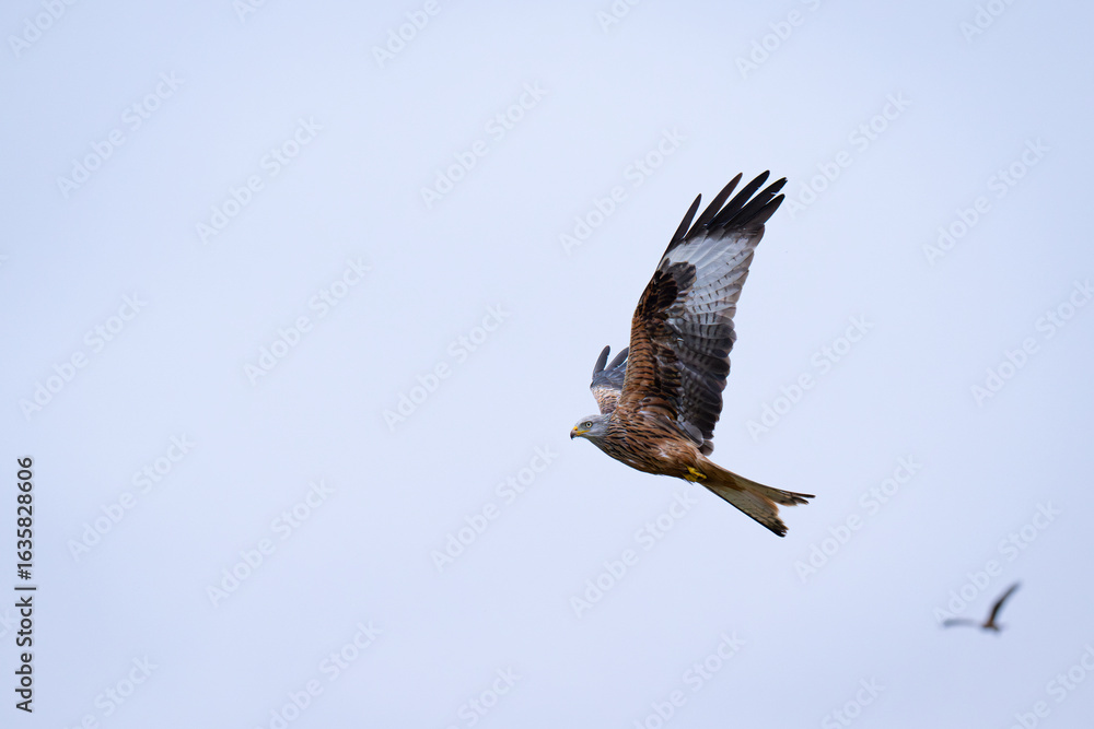 Obraz premium Majestic Red Kite (Milvus milvus) in flight 