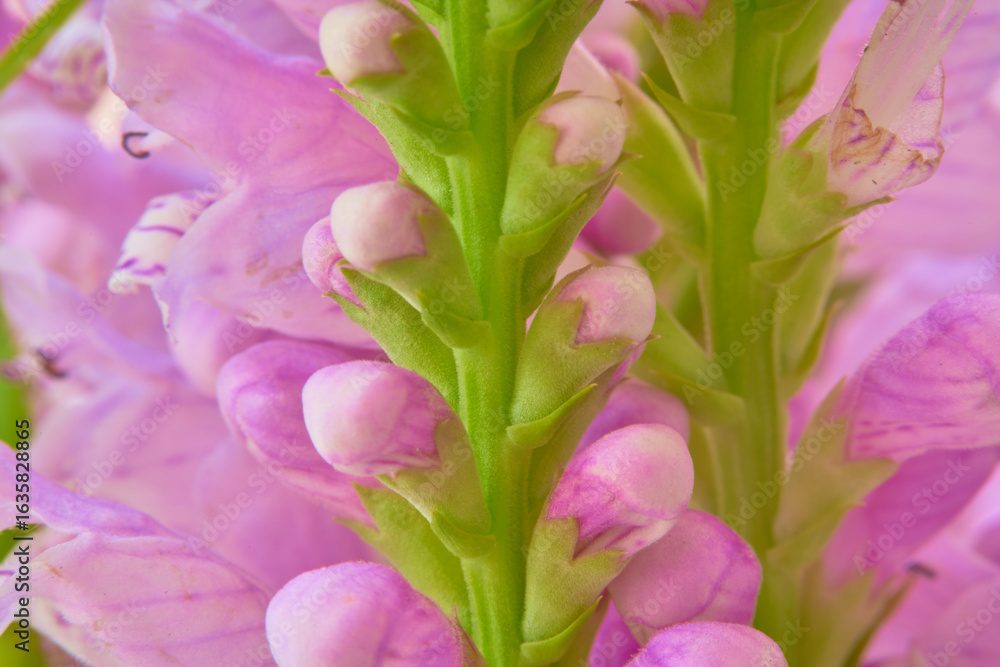 Obraz premium Beautiful pink flowers in the garden. Macro shot with shallow depth of field