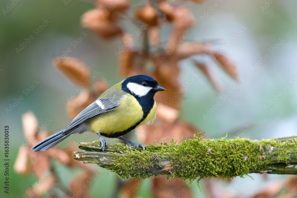 Fototapeta premium A great tit in the nature habitat. Wildlife scene with a passerine. Parus major. 