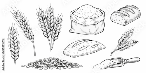 Hand drawn wheat and bread ingredients collection