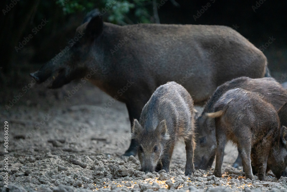 Fototapeta premium Piglets feeding with watchful mother