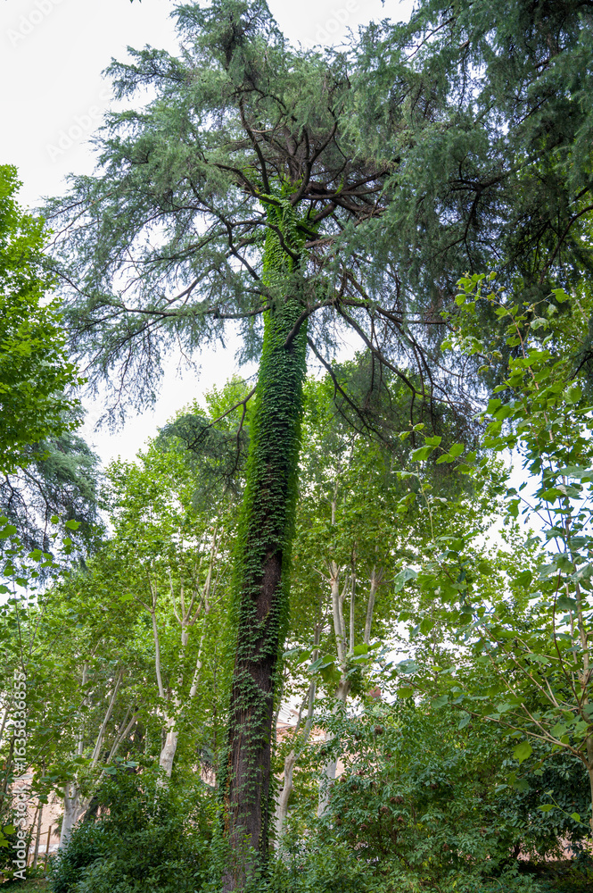 Fototapeta premium A majestic oak tree seen from the base, its thick trunk covered in leaves
