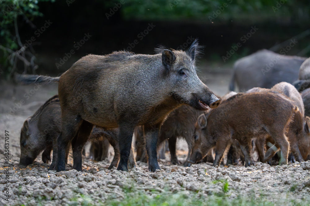 Wild boar family feeding Wild boar family feeding