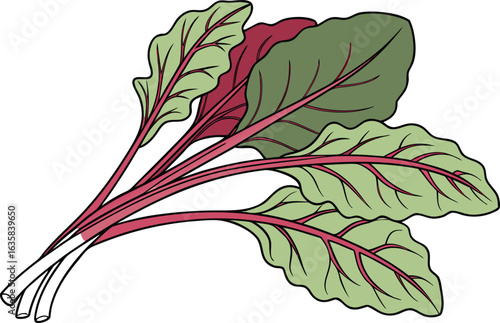 Fresh Red Spinach Leaves Illustration for Healthy Food and Nutrition Projects. Organic Red Spinach Plant Artwork Isolated on Clean White Background. Realistic Red Spinach Leaf Drawing for Botanical