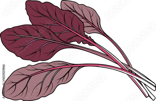 Fresh Red Spinach Leaves Illustration for Healthy Food and Nutrition Projects. Organic Red Spinach Plant Artwork Isolated on Clean White Background. Realistic Red Spinach Leaf Drawing for Botanical