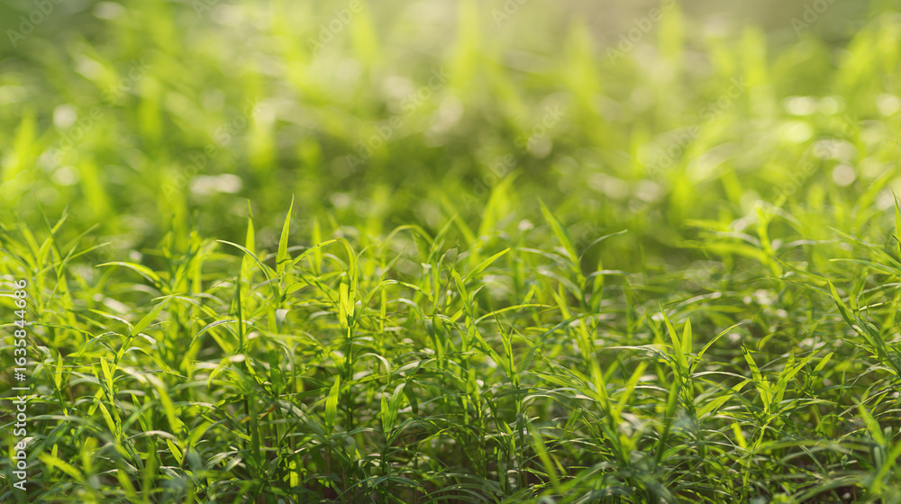 Obraz premium Lush spring grass field in soft morning light, delicate green blades in sharp focus.