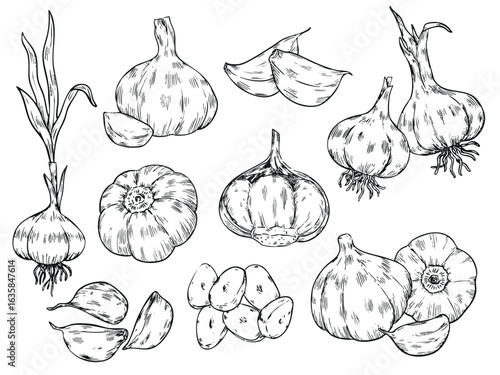 Set of isolated hand drawn garlic outline drawing food illustration