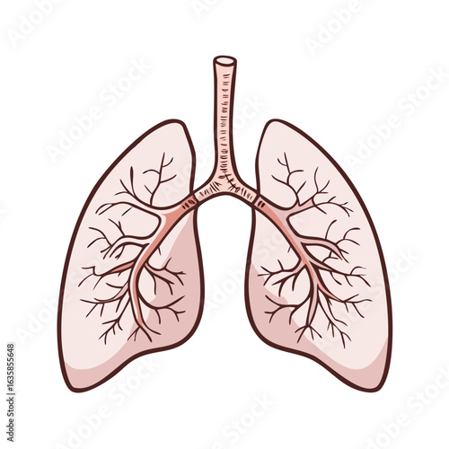 Colored vector icon of anatomical human lungs with trachea and bronchi, symbolizing respiratory health, medicine, and World Lung Day, isolated on a transparent background