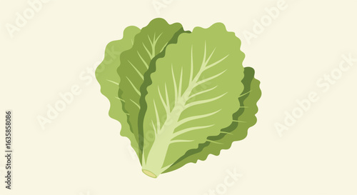 Green lettuce for salads, cut out and styled on solid light background, illustration