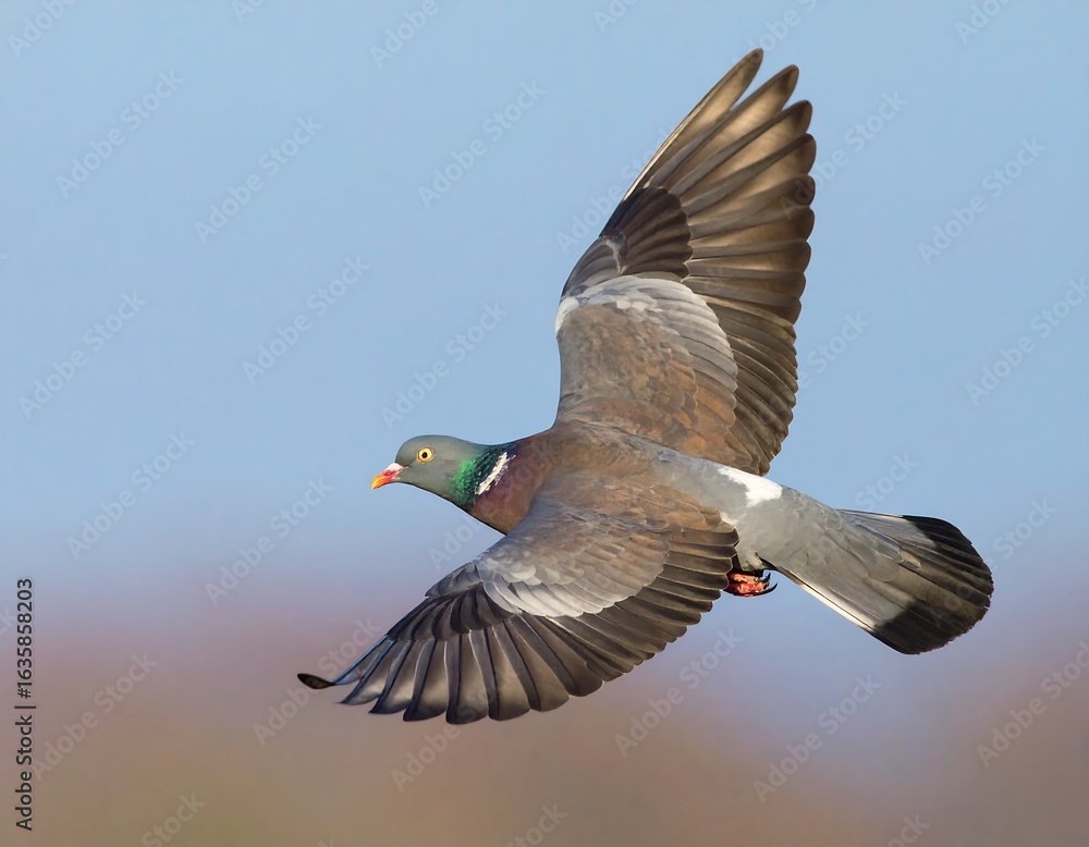 Obraz premium A pigeon in flight against a pale sky