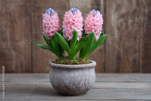 Wallpaper Mural Potted pink hyacinths with blue tips stand on a wooden surface against a wood panel backdrop Torontodigital.ca