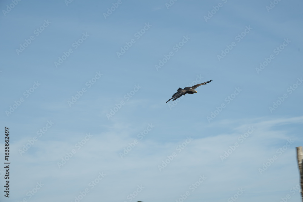 Obraz premium vogel himmel flug adler