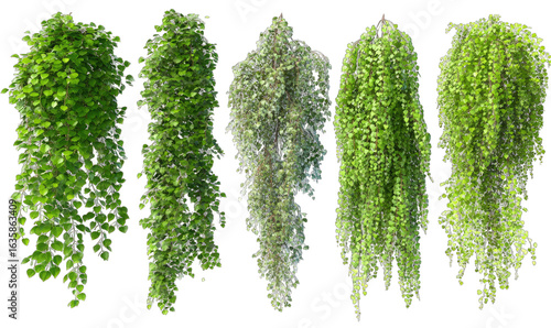 Five cascading, dense green plant?