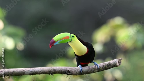 Ramphastos sulfuratus, The keel-billed toucan, known as sulfur-breasted toucan
