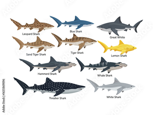 Variety of Sharks in Illustrations: This illustration showcases the diverse beauty of the ocean's apex predators, presenting a vibrant array of sharks in an illustrative style.