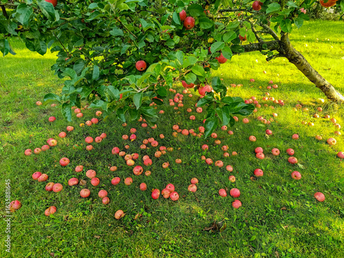 Apfelbaum mit reifen roten Äpfeln, die vor der Ernte schon unten in der Wiese liegen
