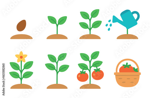 Vegetable Growth Stages. Flat vector mini-illustrations Growing vegetables step by step in colors children's