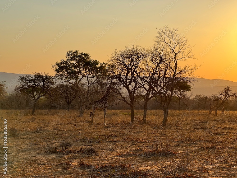 Obraz premium Safari trip to South Africa