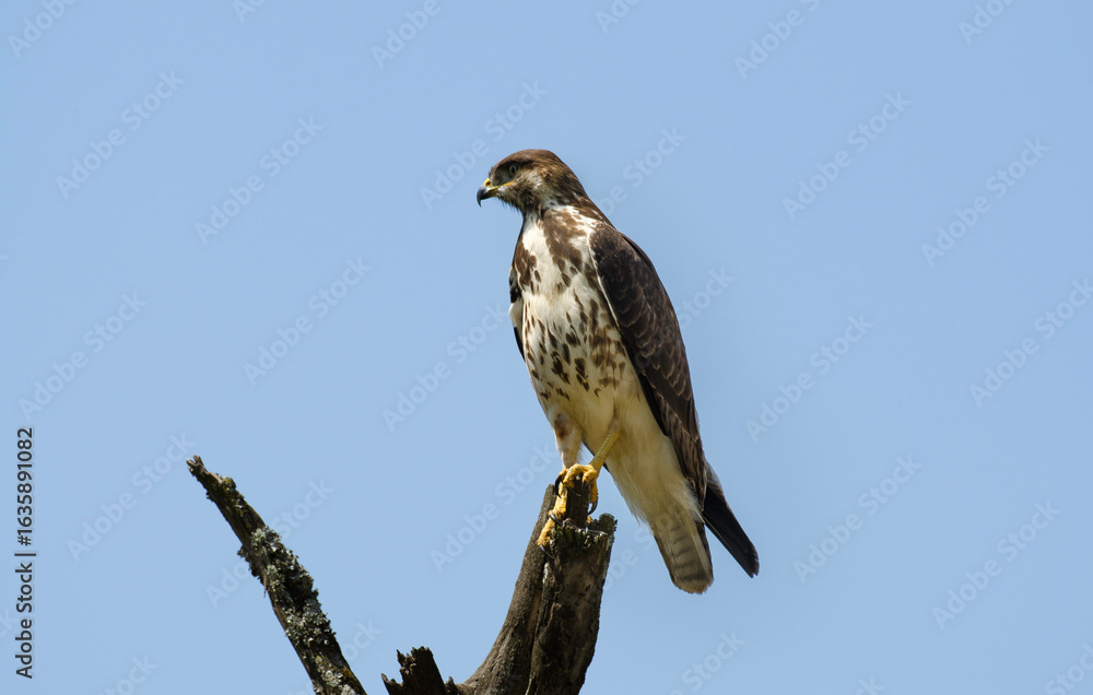 Fototapeta premium Aigle fascié, Aquila spilogaster, African Hawk Eagle, Afrique