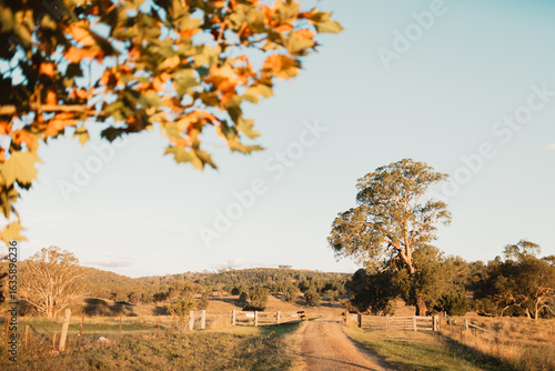 Fotografija First signs of Autumn as leaves begin to change in rural New South Wales