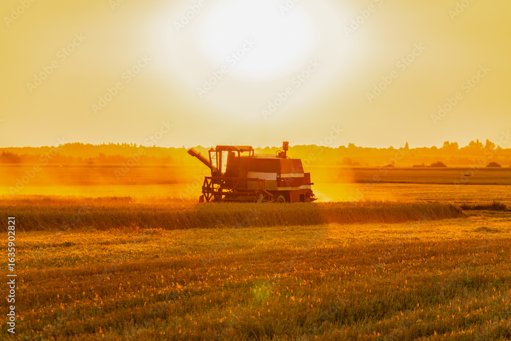 Fototapeta premium Combine harvesting crops during sunset in a golden field, creating a warm glow and dust swirling in the air