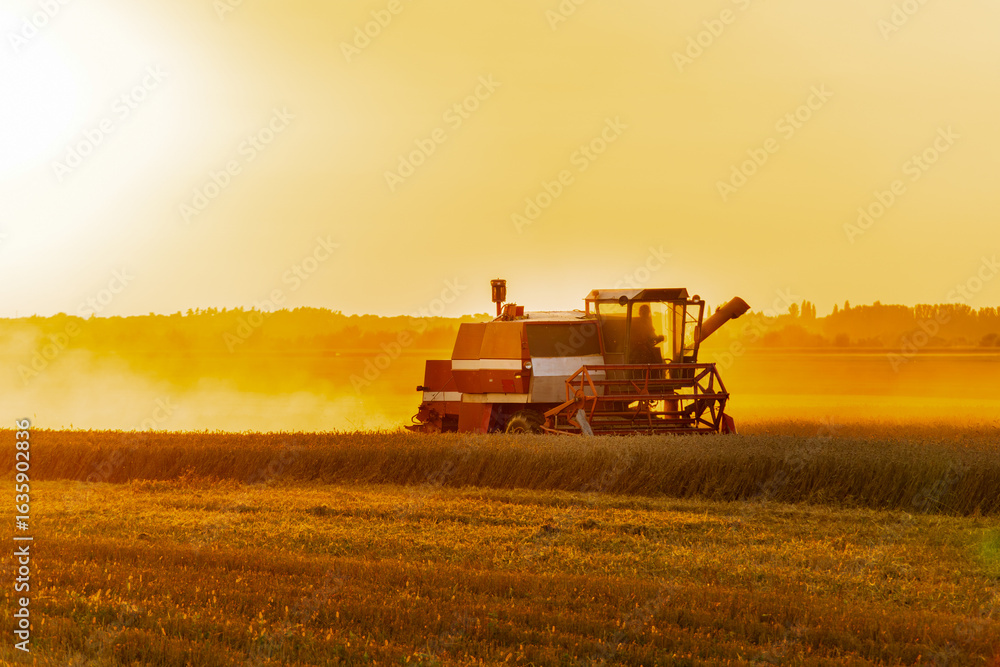 Fototapeta premium A large harvester operates in a golden field at sunset, silhouetted against a vibrant sky while dust clouds rise from the ground