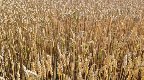 Close-up of a wheat field, unripe and unripe, harvest time and grain, ears of wheat swaying in the wind
