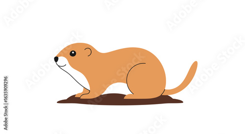 A small furry animal with brown fur and a white belly is cautiously emerging from a hole in the ground during the daytime