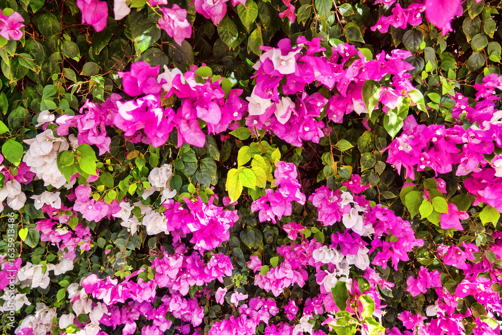 Fototapeta premium Winter Bougainvillea in Oman