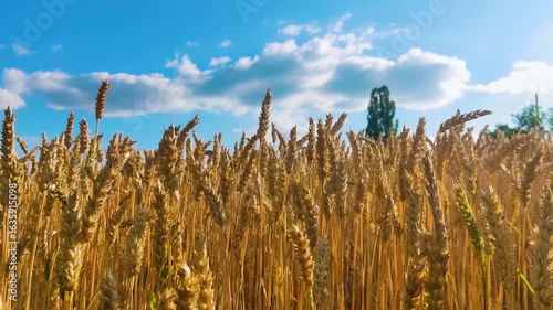 Field of growing wheat, unripe and unripe, harvest time and grain, against blue sky and clouds