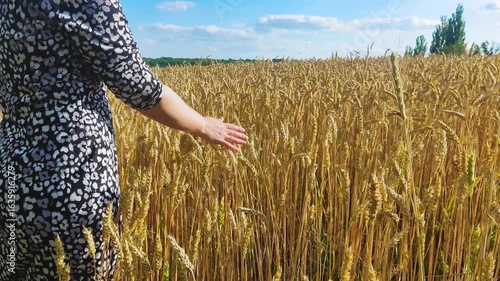 A girl near a field of growing wheat runs her hand over the ears, unripe and unripe, harvest time and grain harvest, against a background of blue sky and clouds