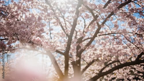 Stunning Cherry Blossom Tree in Full Bloom