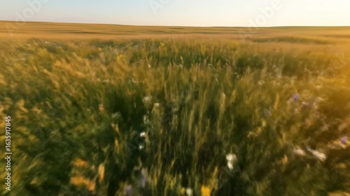 Golden Meadow at Sunset: A Breathtaking View of Nature's Beauty