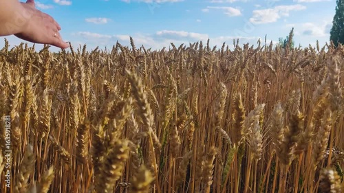 A girl near a field of growing wheat runs her hand over the ears, unripe and unripe, harvest time and grain harvest, against a background of blue sky and clouds