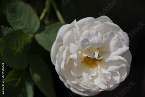 quantum  basic instinct Cambridge white valentine rose