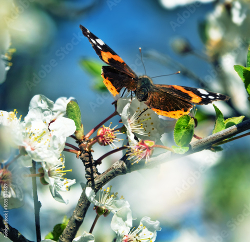 Obraz na płótnie red admiral (Pyrameis atalanta)