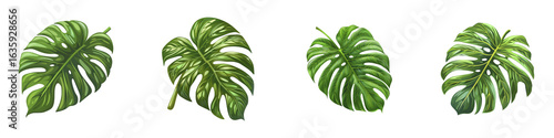 Tropical Monstera deliciosa leaves isolated on a for design