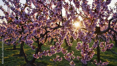 Blooming almond trees fill the orchard with colors as sunlight breaks through in the early morning